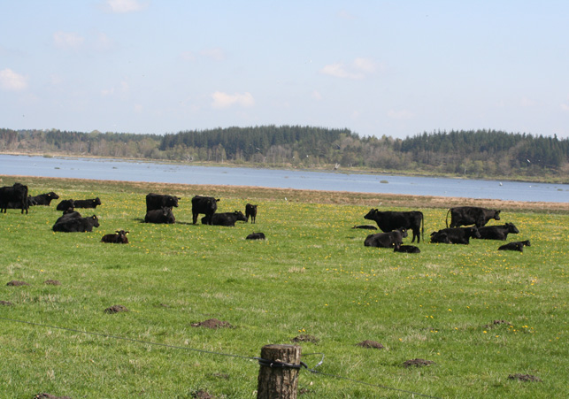 billeder fra B�lling S� maj 2008