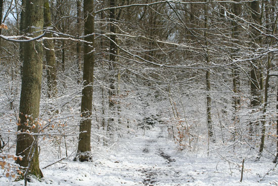 vinterbilleder